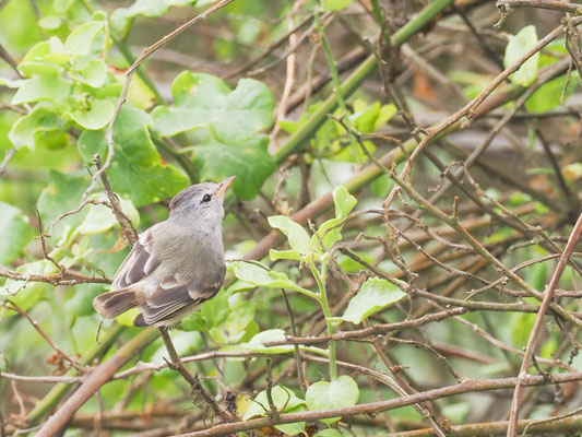 Haubenkleintyrann, Southern Beardless Tyrannulet - camptostoma obsoletum