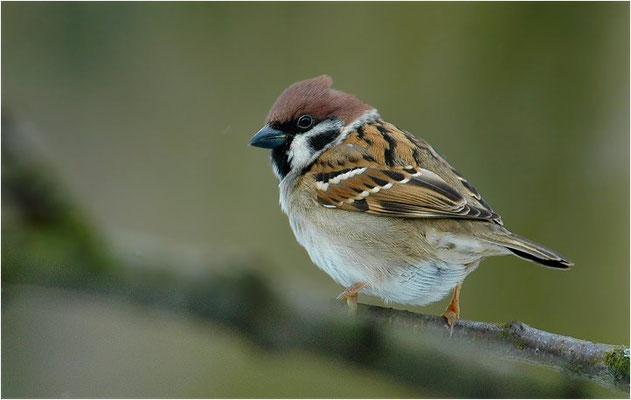 FELDSPERLING, TREE SPARROW, PASSER MONTANUS