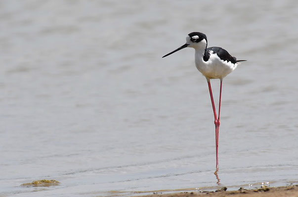 AMERIKANISCHER STELZENLÄUFER, BLACK-NECKED STILT, HIMANTIOPUS MEXICANUS