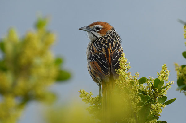 KAP-GRASSÄNGER, CAPE GRASSBIRD, SPHENOEACUS AFER