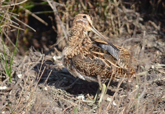 BEKASSINE, COMMON SNIPE, GALLINAGO GALLINAGO