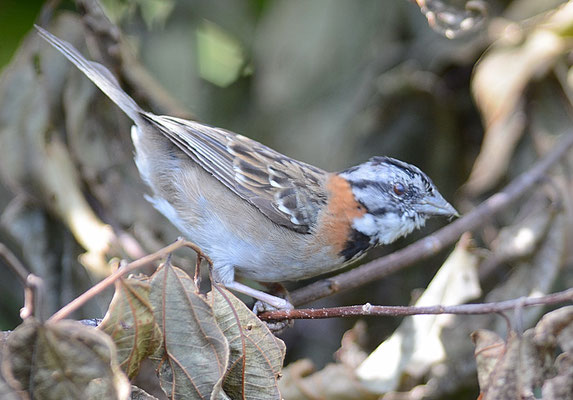 MORGENAMMER, RUFOUS-COLLARED SPARROW, ZONOTRICHIA CAPENSIS