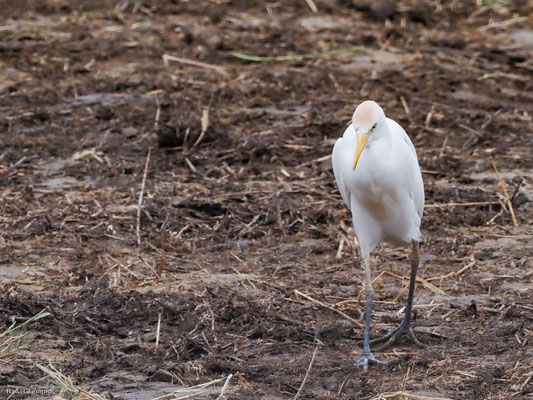 Kuhreiher, Cattle egret - Bubulcus ibis