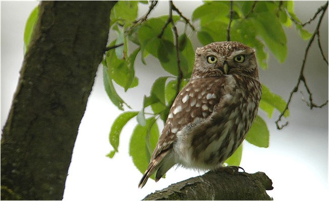 STEINKAUZ, LITTLE OWL , ATHENE NOCTUA
