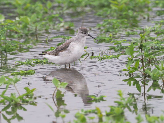 Wilson´s Wassertreter, Wilson´s Phalarope - Phalaropus tricolor