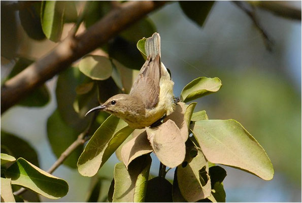ELFENNEKTARVOGEL, BEAUTIFUL SUNBIRD, NECTARINIA PULCHELLA