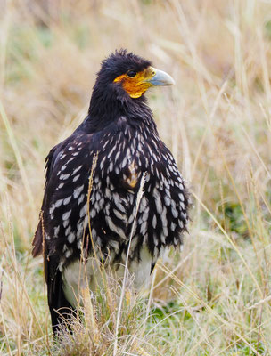 STREIFENKARAKARA, CARUNCULATED CARACARA - PHALCOBOENUS  CARUNCULATUS