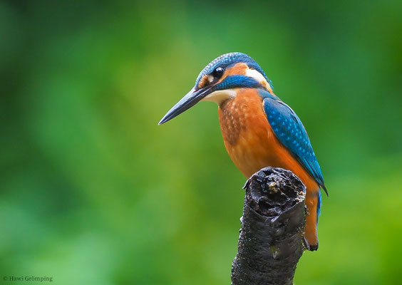 EISVOGEL, COMMON KINGFISHER, ALCEDO ATTHIS