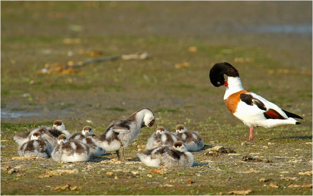 BRANDENTE, SHELDUCK, TADORNA TADORNA