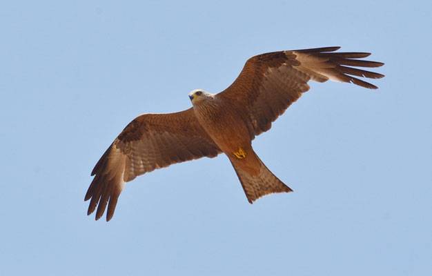 SCHWARZMILAN, BLACK KITE, MILVUS MIGRANS
