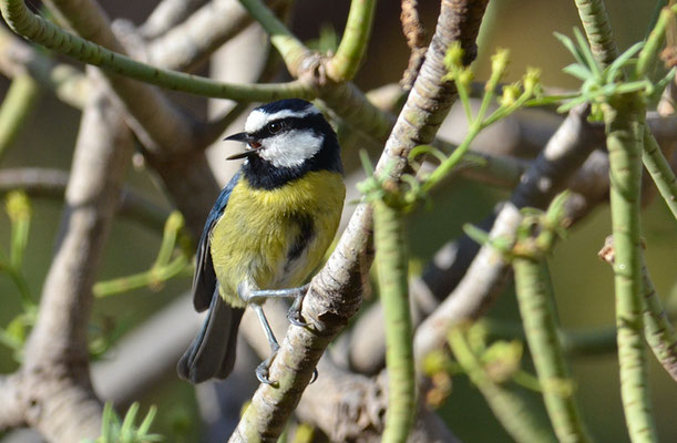 TENERIFFAMEISE, CANARY ISLANDS TIT, PARUS TENERIFFAE