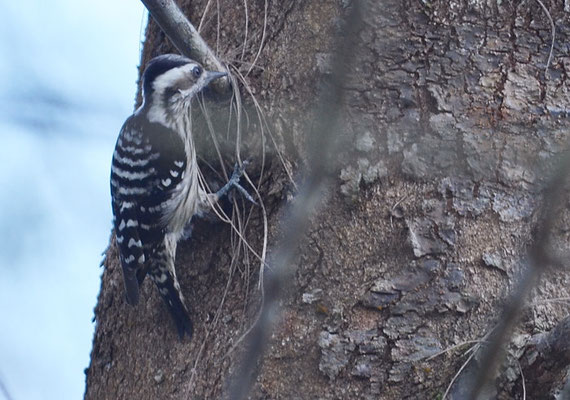 GRAUSCHEITELSPECHT, GREY-CAPPED PYGMY WOODPECKER, DENDROCOPOS CANICAPILLUS 