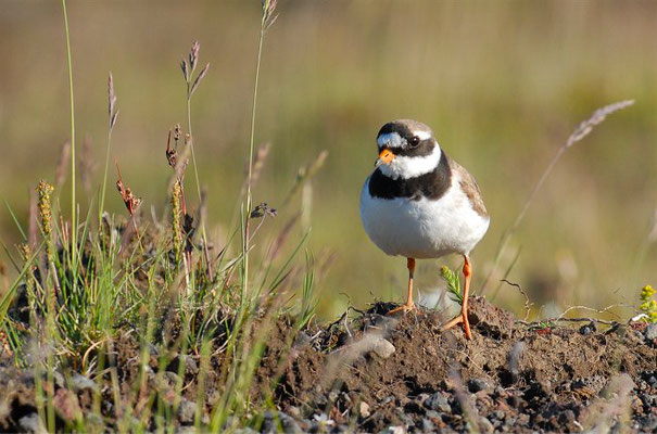 SANDREGENPFEIFER, RINGED PLOVER, CHARADRIUS HIATICULA