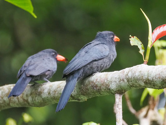 Schwarzstirntrappist, Black-fronted Nunbird - Monasa nigrifrons