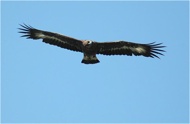 STEINADLER, GOLDEN EAGLE, AQUILA CHRYSAETOS