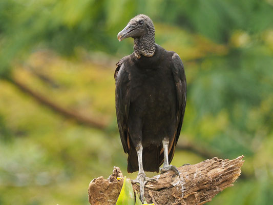 RABENGEIER, BLACK VULTURE, CORAGYPS ATRATUS
