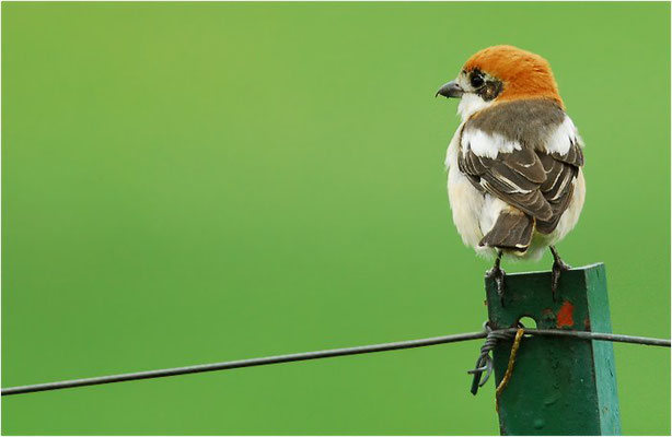 ROTKOPFWÜRGER, WOODCHAT SHRIKE, LANIUS SENATOR