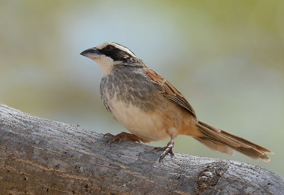 ROTSCHWANZAMMER, STRIPE-HEADED SPARROW, AIMOPHILA RUFICAUDA