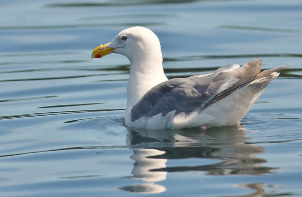 BERINGMÖWE, GLAUCOUS-WINGED GULL, LARUS GLAUCESCENS