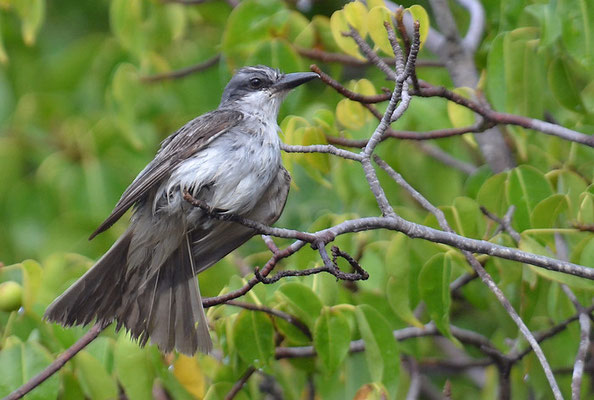 GRAUTYRANN, GREY KINGBIRD, TYRANNUS DOMINICENSIS