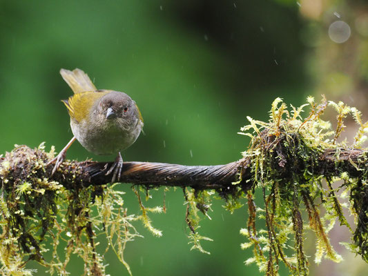 GRAUBRUST-BUSCHTANGARE, DUSKY BUSH TANAGER - CHLOROSPINGUS SEMIFUSCUS