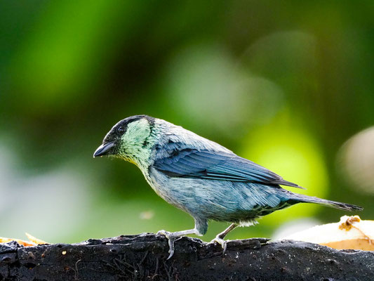 HEINE-TANGARE, BLACK-CAPPED TANAGER - TANGARA HEINEI