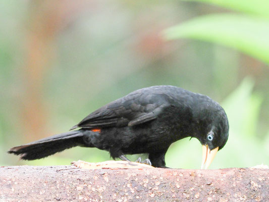 Scharlachbürzelkassike, scarlet-rumped cacique - cacicus uropygialis
