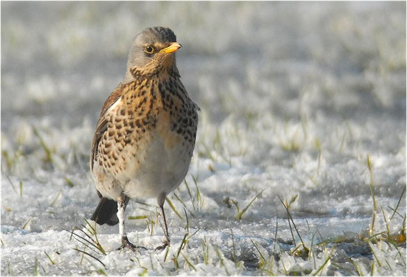 WACHOLDERDROSSEL, FIELDFARE, TURDUS PILARIS