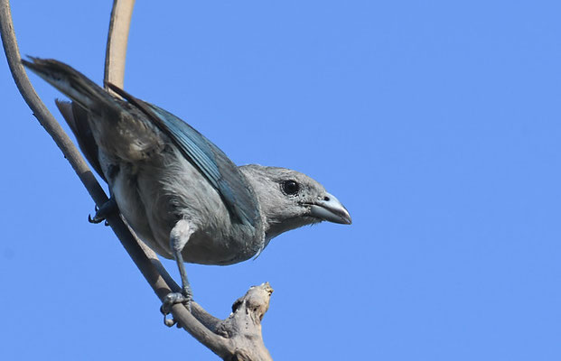 SAYACATANGARE, SAYACA TANAGER, THRAUPIS SAYACA