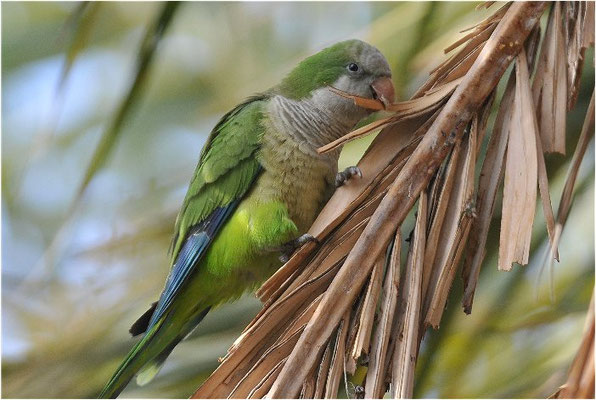 MÖNCHSSITTICH, MONK PARAKEET, MYIOPSITTA MONACHUS
