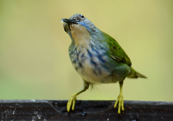 Azurnaschvogel, Shining honeycreeper, Cyanerpes lucidus