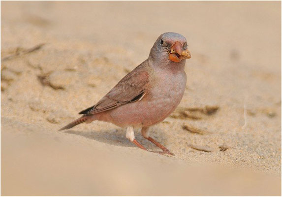 WÜSTENGIMPEL, TRUMPETER FINCH, BUCANETES GITHAGINEUS