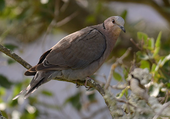 KAP-TURTELTAUBE, CAPE TURTLE DOVE, STREPTOPELIA CAPICOLA