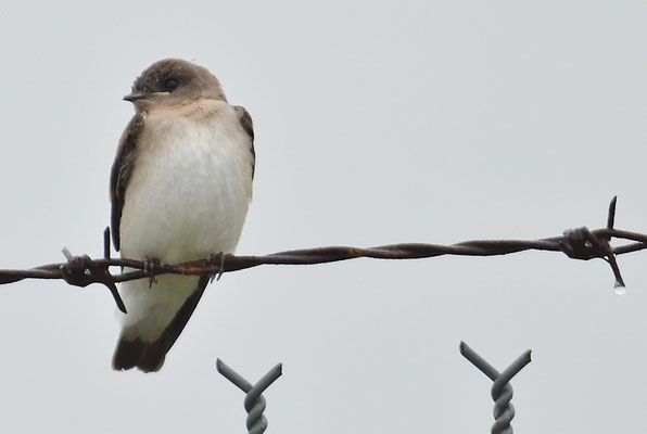 GRAUKEHLSCHWALBE, ROUGH-WINGED SWALLOW, STELGIDOPTERYX SERRIPENNIS