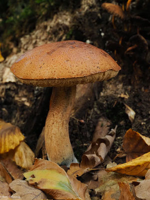 Eichen-Rotkappe - Leccinum quercinum