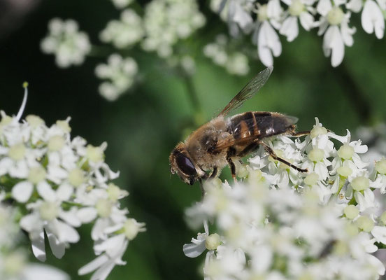 GLÄNZENDE KEILFLECKSCHWEBFLIEGE, ERISTALIS RUPIUM