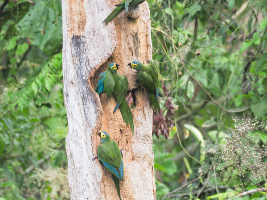 Rotbauchara, Red-bellied Macaw - Orthopsittaca manilatus