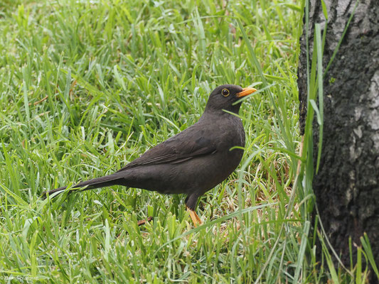 RIESENDROSSEL, GREAT THRUSH - TURDUS FUSCATER