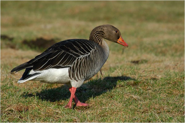 GRAUGANS, GREYLAG GOOSE, ANSER ANSER