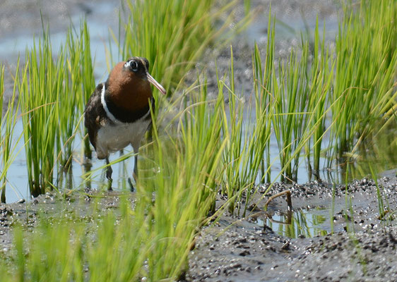 GOLDSCHNEPFE, GREATER PAINTED-SNIPE, ROSTRATULA BENGHALENSIS