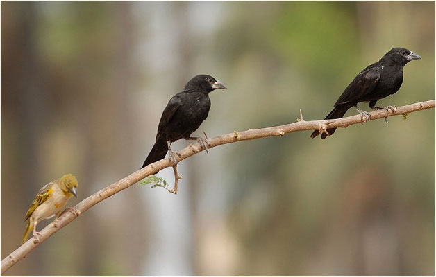 Alektoweber, White-billed Buffalo-weaver, Bubalornis albirostris 