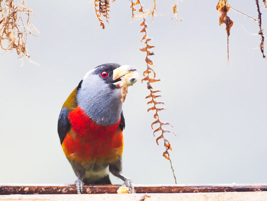 Tukan-Bartvogel, Toucan Barbet - Semnornis ramphastinus