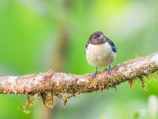 Halsband-Naschvogel, Golden-Collared Honeycreeper - Iridophanes pulcherrimus