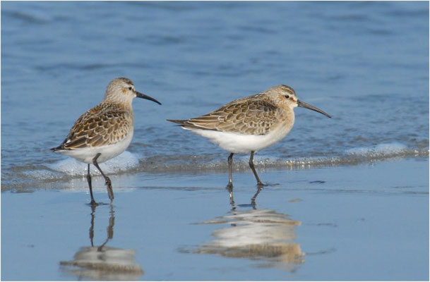 SICHELSTRANDLÄUFER, CURLEW SANDPIPER, CALIDRIS FERRUGINEA