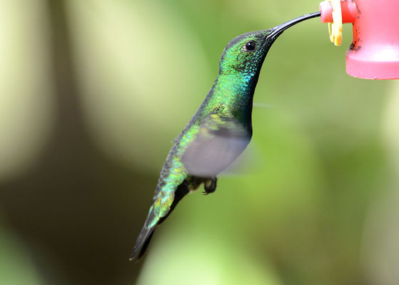 GRÜNKEHLMANGO, GREEN-BREASTED MANGO,  ANTHRACOTHORAX PREVOSTII 