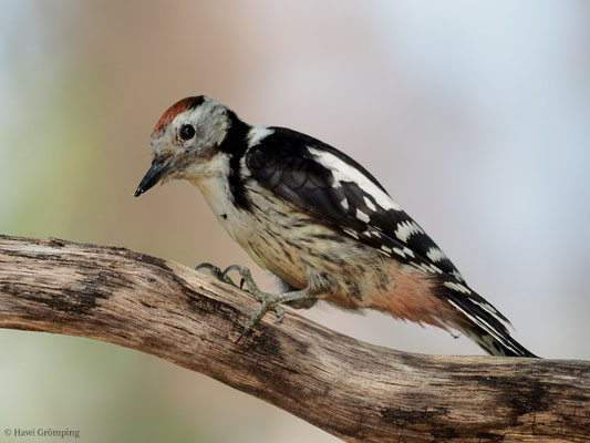 MITTELSPECHT, MIDDLE-SPOTTED WOODPECKER