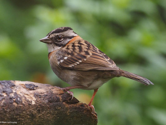 MORGENAMMER, RUFOUS-COLLARED SPARROW - ZONOTRICHIA CAPENSIS