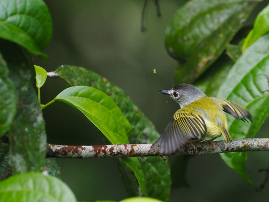 SCHWARZKAPPEN-ZWERGTYRANN, BLACK-CAPPED PYGMY-TYRANT - MYIORNIS ATRICAPILLUS