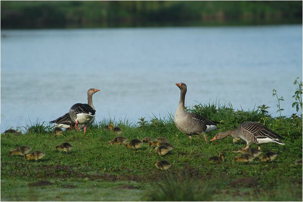 GRAUGANS, GREYLAG GOOSE, ANSER ANSER