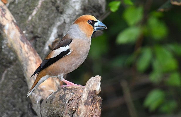 KERNBEISSER, HAWFINCH, COCCOTHRAUSTES  COCCOTHRAUSTES